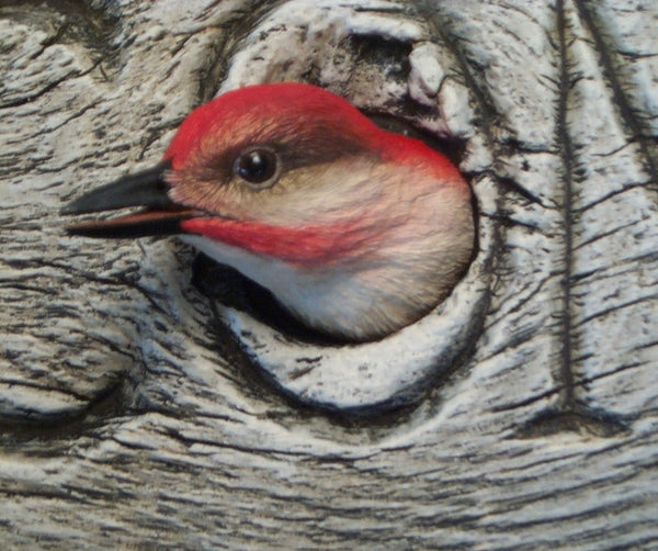 Red-bellied Woodpecker Welcome Detail