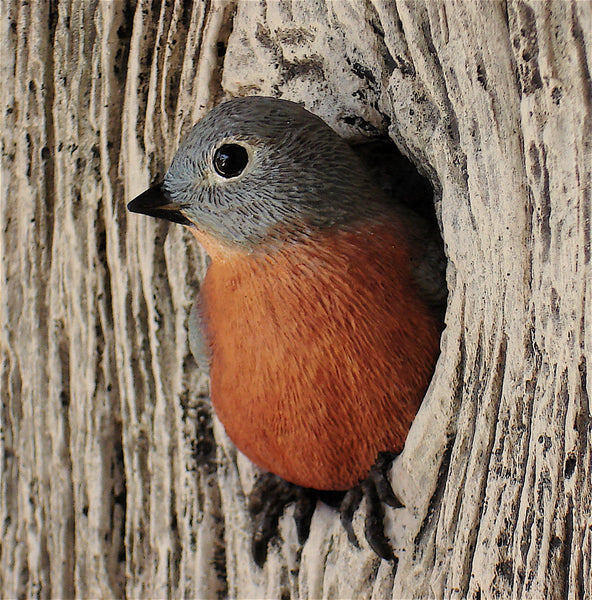 Eastern Bluebird Female Detail