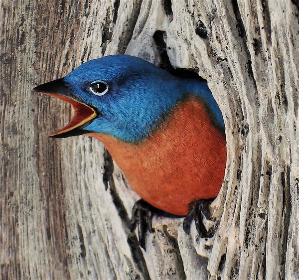 Eastern Bluebird Male Detail