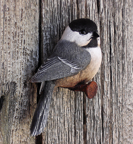 Black-capped Chickadees "Caretakers"