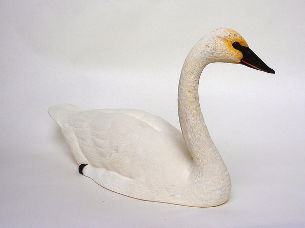 Tundra Swan