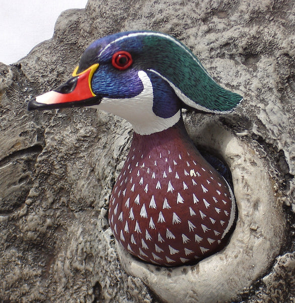 Wood Duck Detail