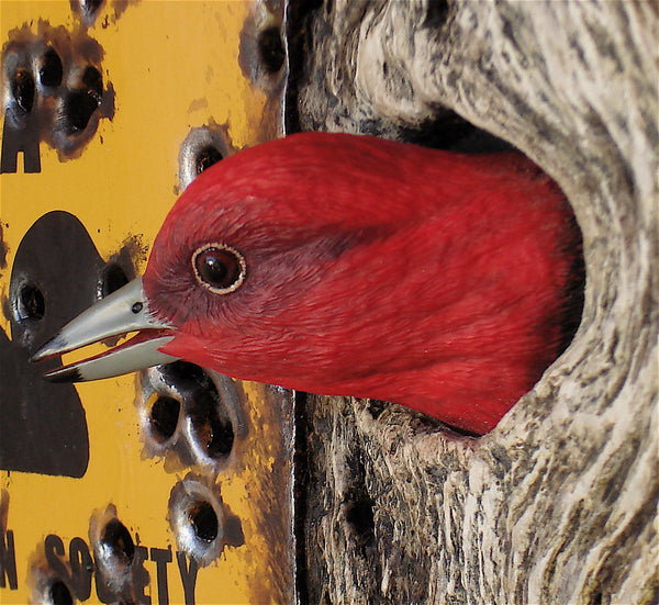 Red-headed Woodpecker Posted Detail
