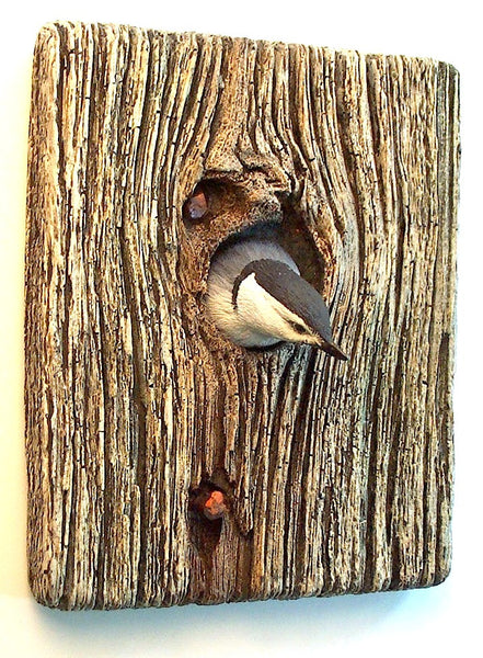 Demi Knot Hole White-breasted Nuthatch