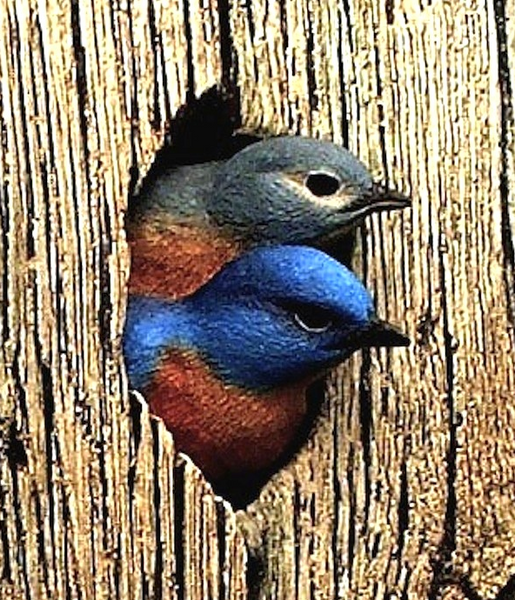 Eastern Bluebird Greetings Detail