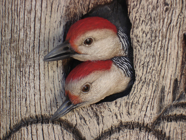 Red-bellied Woodpecker "Mates" Detail