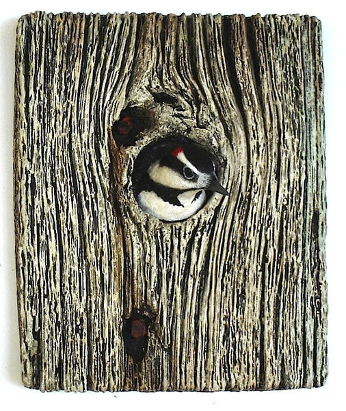 Demi Knot Hole Hairy Woodpecker