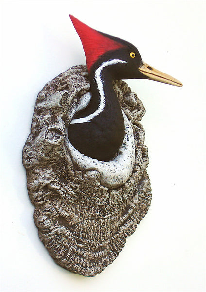 Ivory-billed Woodpecker   "Hide & Seek"