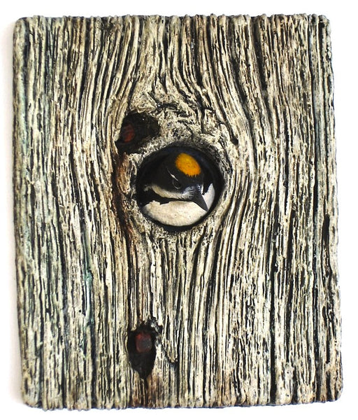 Black-backed Woodpecker Demi Knot Hole