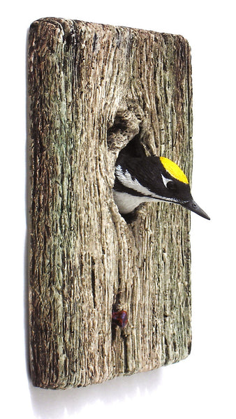 Black-backed Woodpecker "Demi Knot Hole"