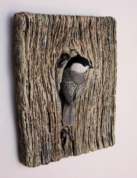 Black-capped Chickadee "Demi Knot Hole"