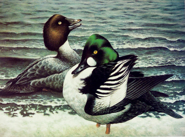 Goldeneye Pair "Evening Report" Print