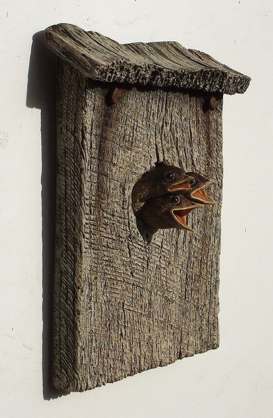 Wren Chicks