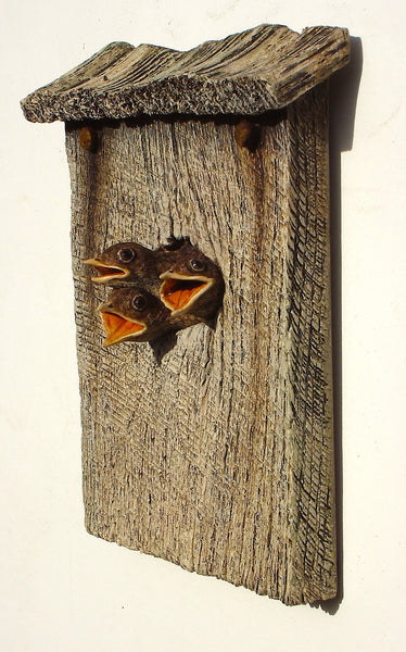 Wren Chicks