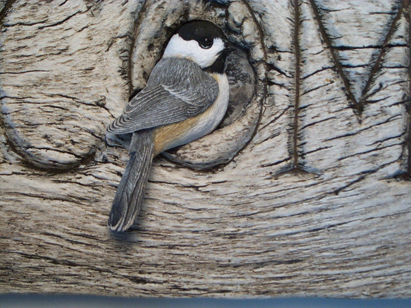 Black-capped Chickadee Welcome Detail